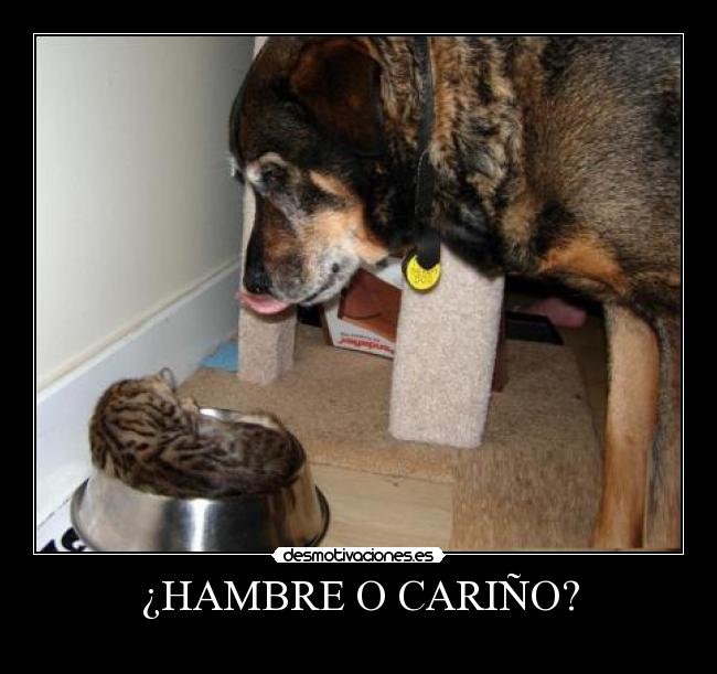 carteles hambre carino perro gatosdormir durmiendo animales animal acv gatuno perruno chucho desmotivaciones