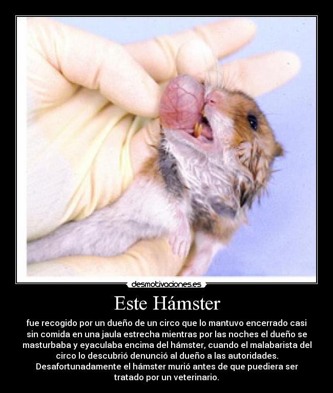 carteles hamster jamster jamster hamster desmotivaciones