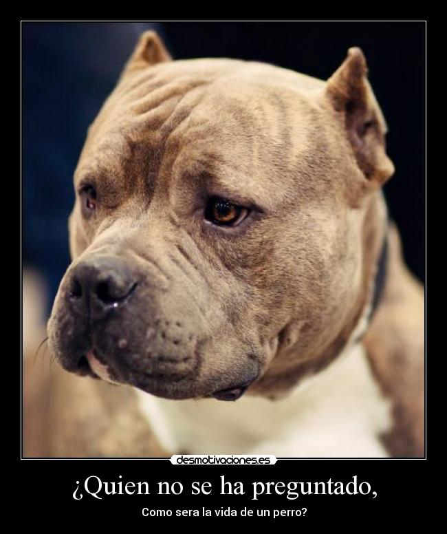 ¿Quien no se ha preguntado, - Como sera la vida de un perro?