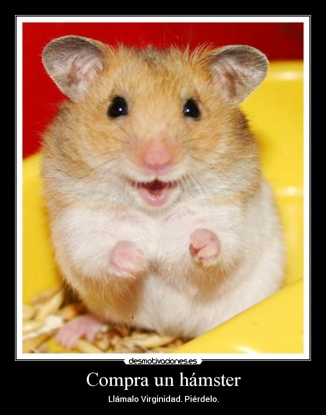 Compra un hámster - Llámalo Virginidad. Piérdelo.