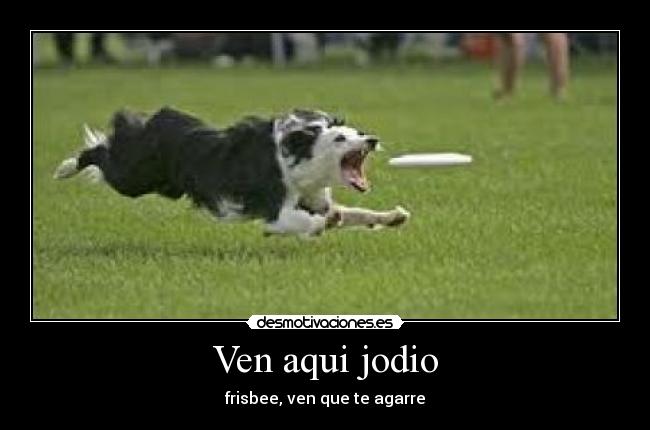 Ven aqui jodio - frisbee, ven que te agarre