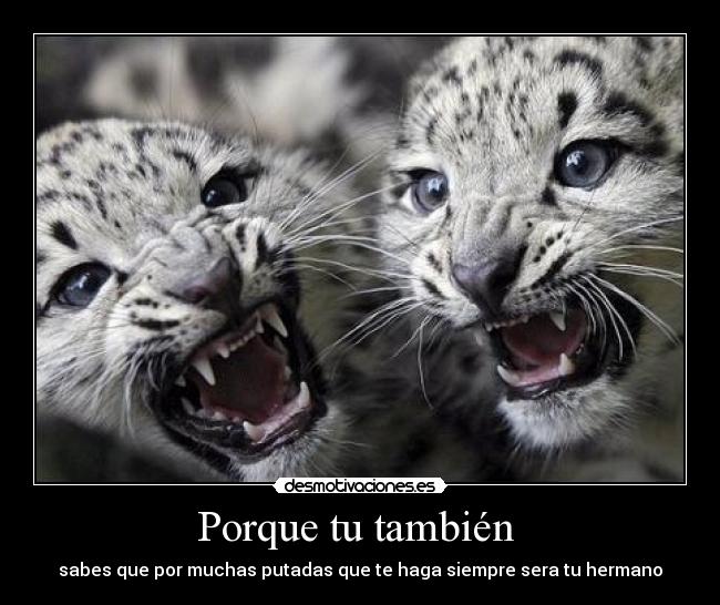 Porque tu también  - 