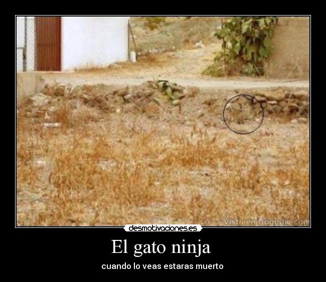 El gato ninja  - 