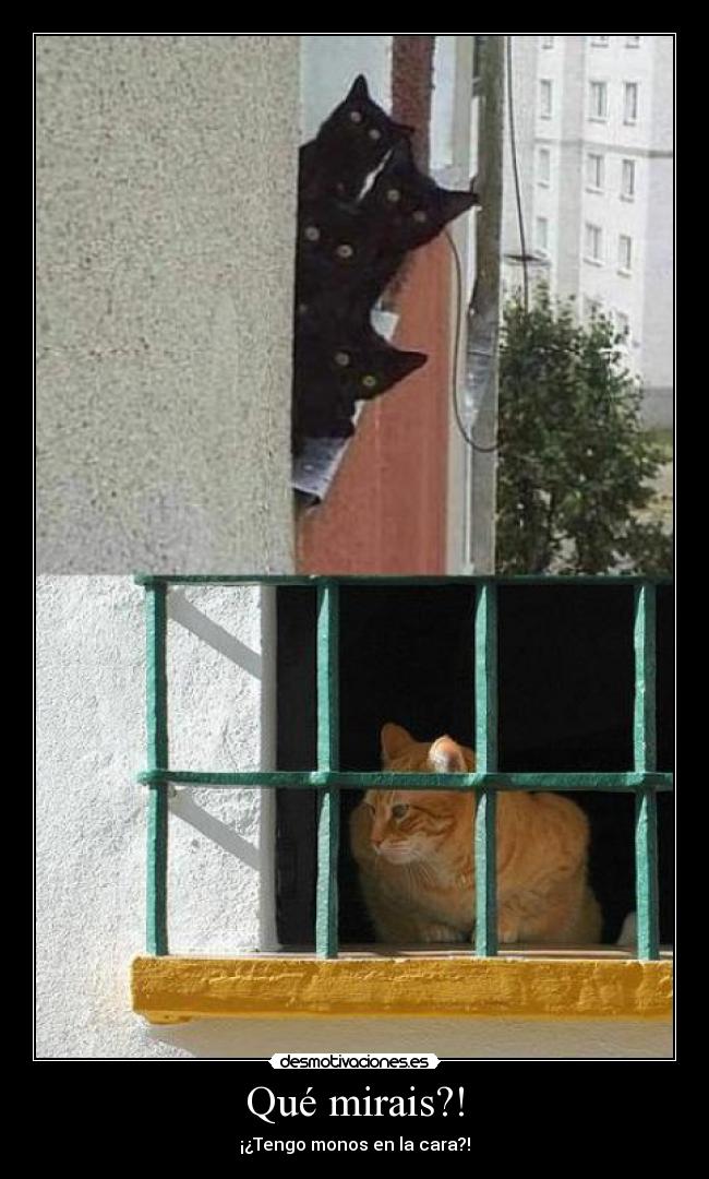 Qué mirais?! - ¡¿Tengo monos en la cara?!