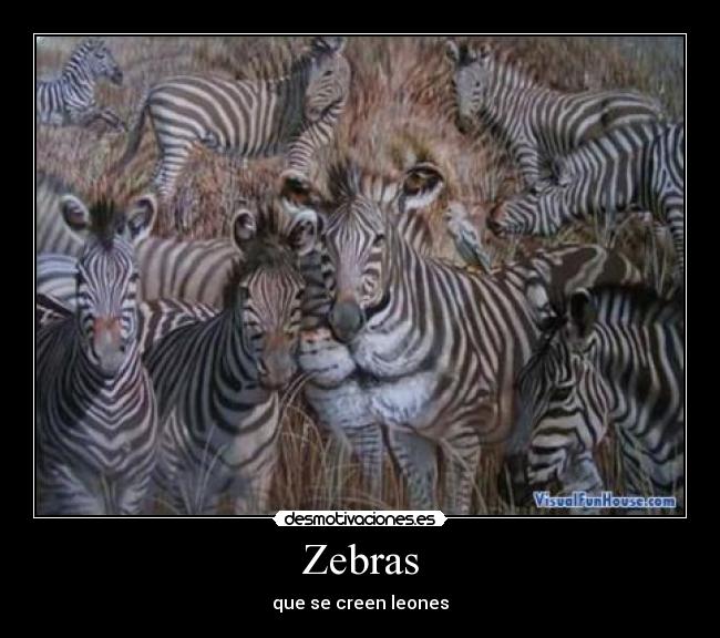 Zebras - que se creen leones