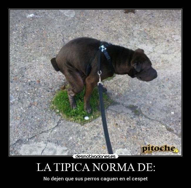 LA TIPICA NORMA DE: - No dejen que sus perros caguen en el cespet