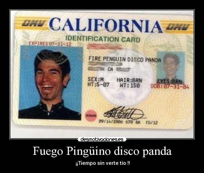 Fuego Pingüino disco panda -