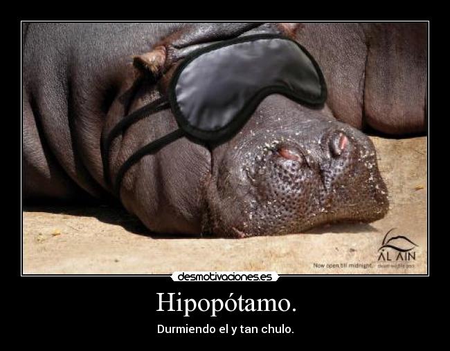 Hipopótamo. - Durmiendo el y tan chulo.