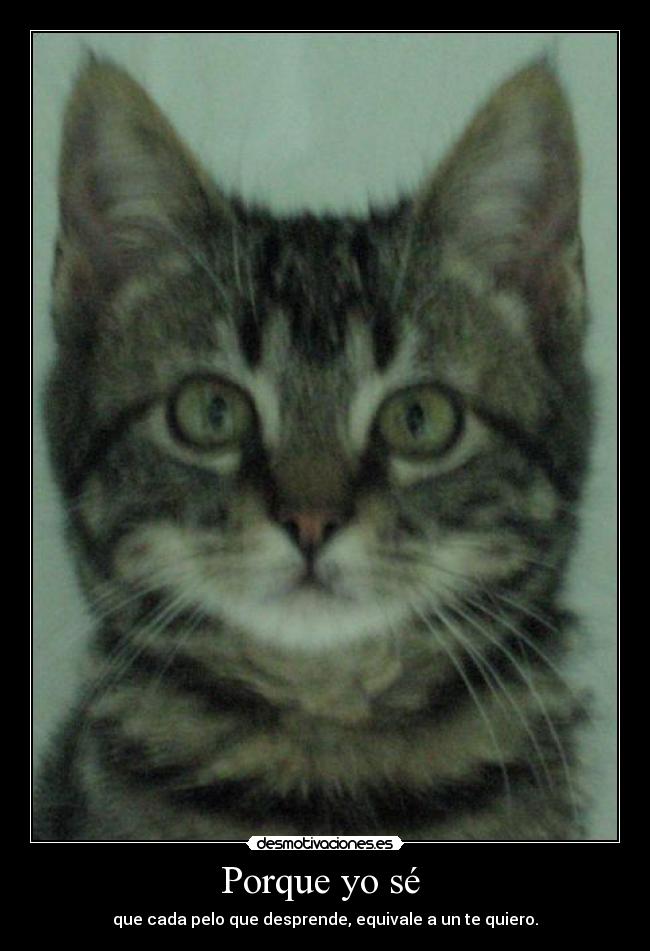 Porque yo sé  - 