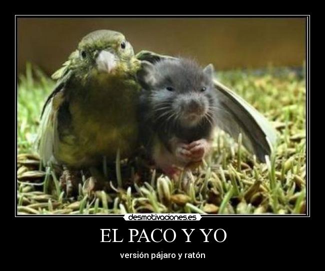 EL PACO Y YO -