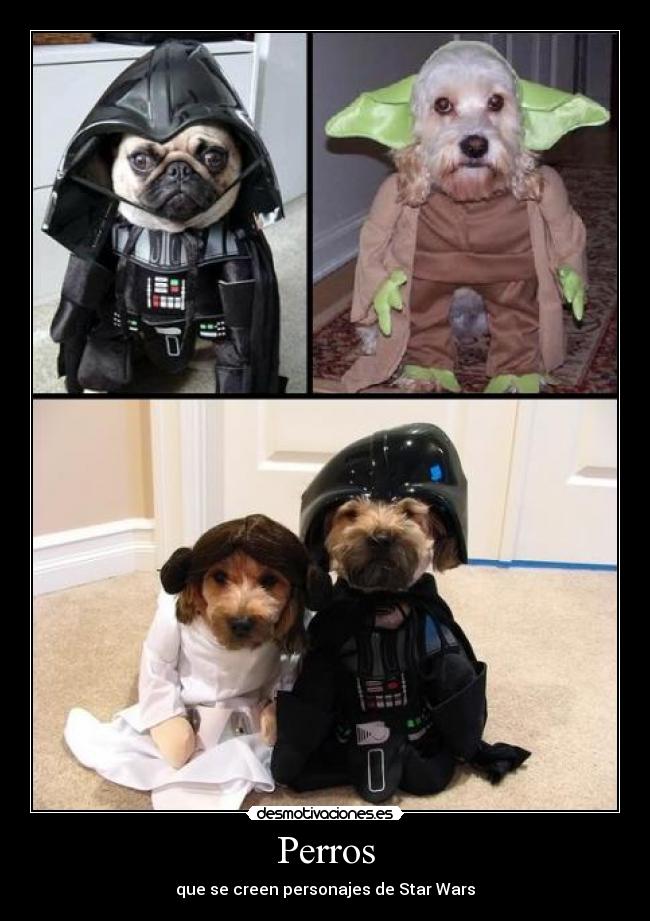 Perros -