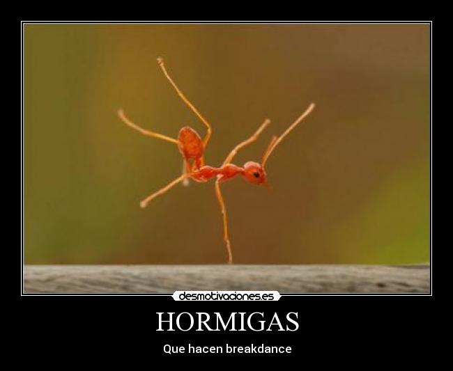 HORMIGAS - 