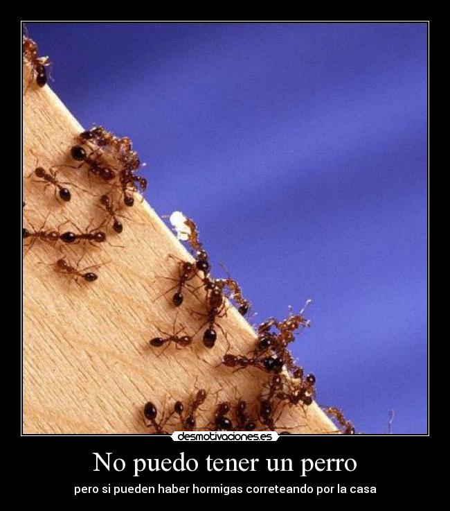 No puedo tener un perro -