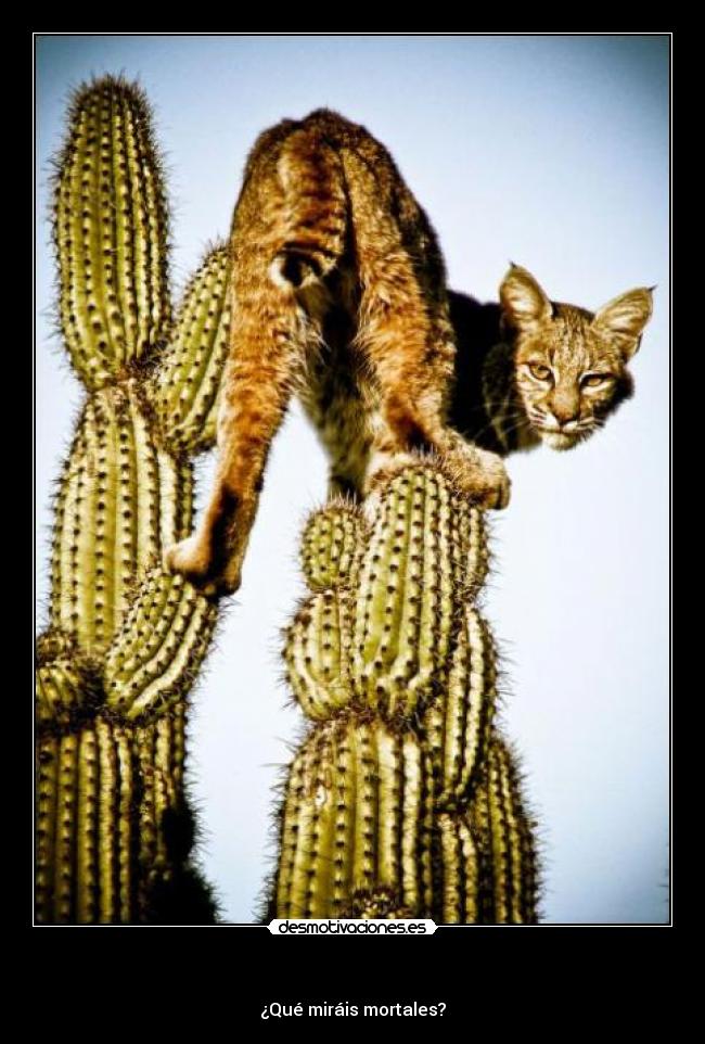 - ¿Qué miráis mortales?