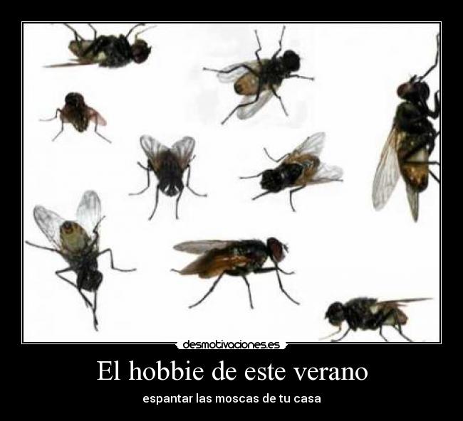 El hobbie de este verano - espantar las moscas de tu casa