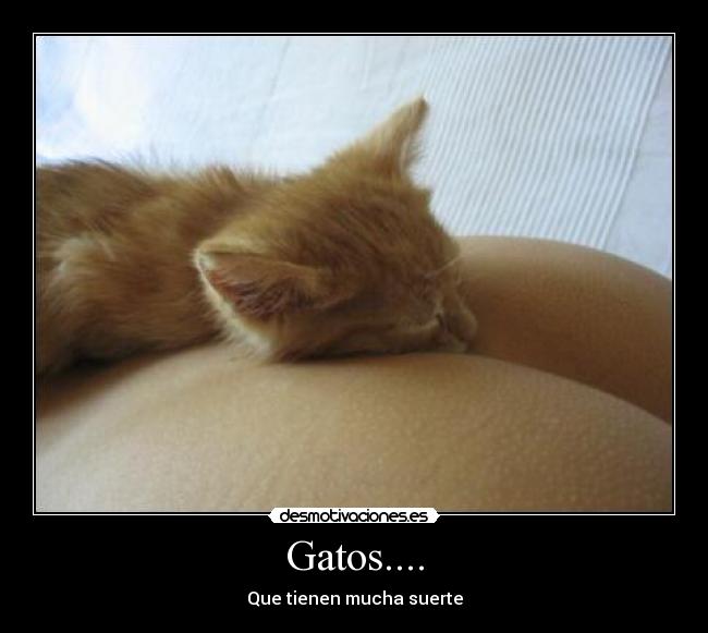 Gatos.... - Que tienen mucha suerte