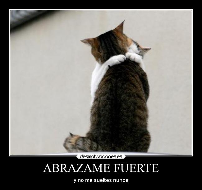 carteles abrazo amor gatos amistad principal desmotivaciones