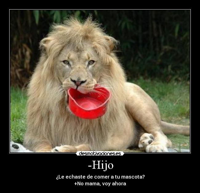 -Hijo - ¿Le echaste de comer a tu mascota?
+No mama, voy ahora