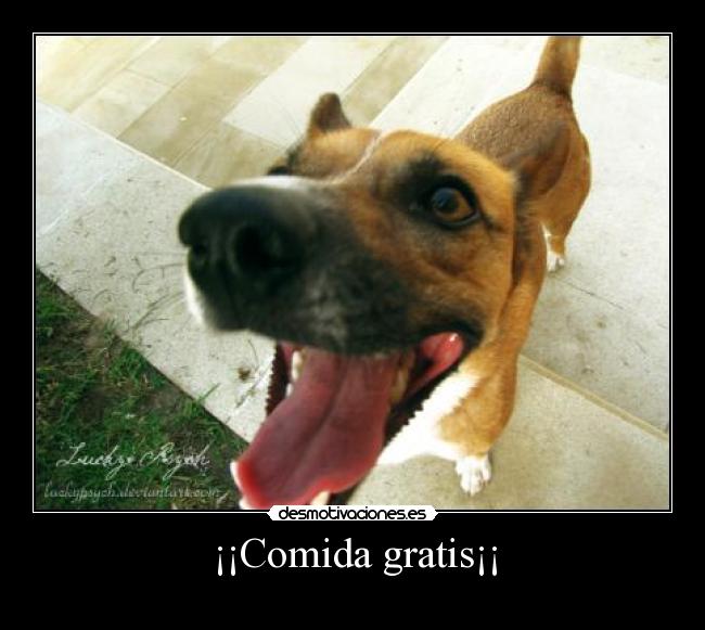 ¡¡Comida gratis¡¡ -