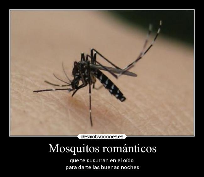 Mosquitos románticos - que te susurran en el oído 
para darte las buenas noches