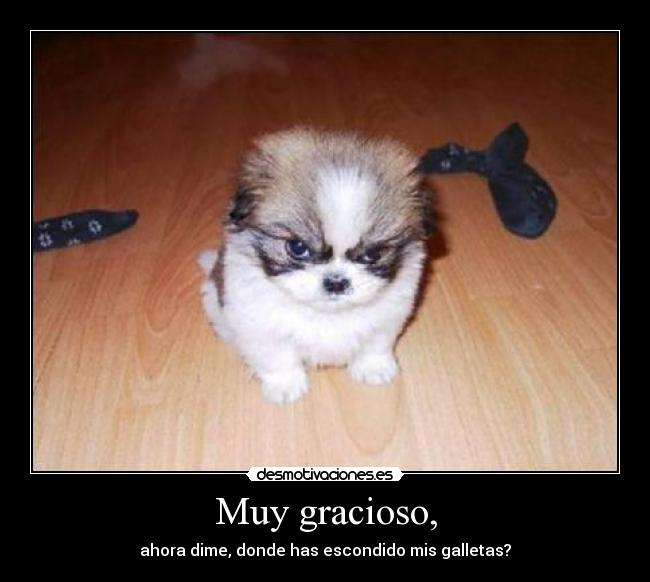 Muy gracioso, - ahora dime, donde has escondido mis galletas?