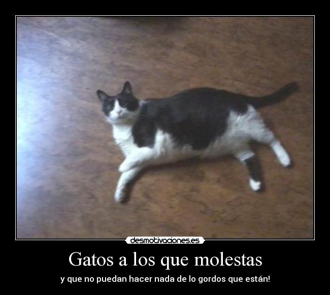 Gatos a los que molestas - y que no puedan hacer nada de lo gordos que están!