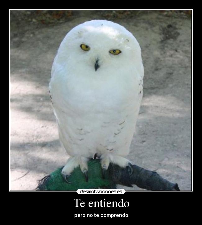 Te entiendo - pero no te comprendo