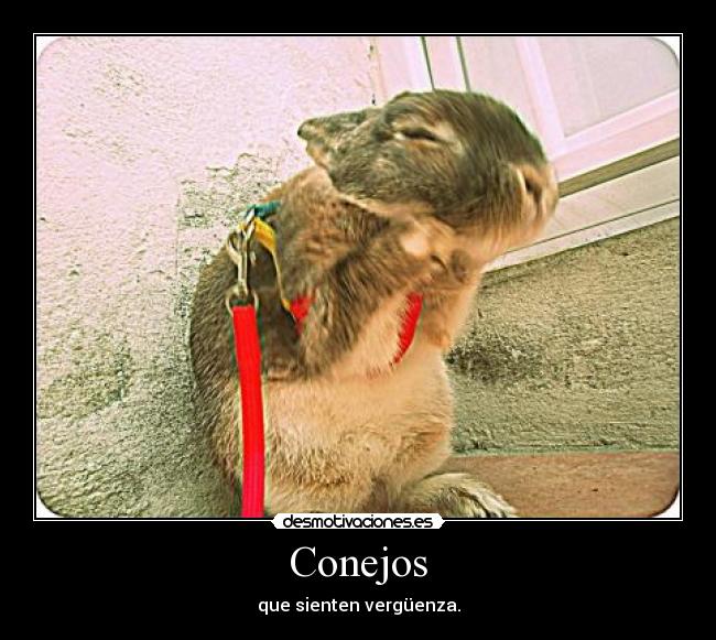 Conejos - 