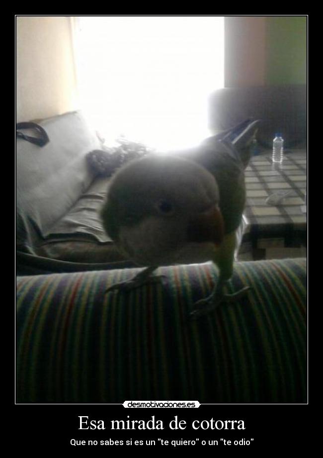 Esa mirada de cotorra - 