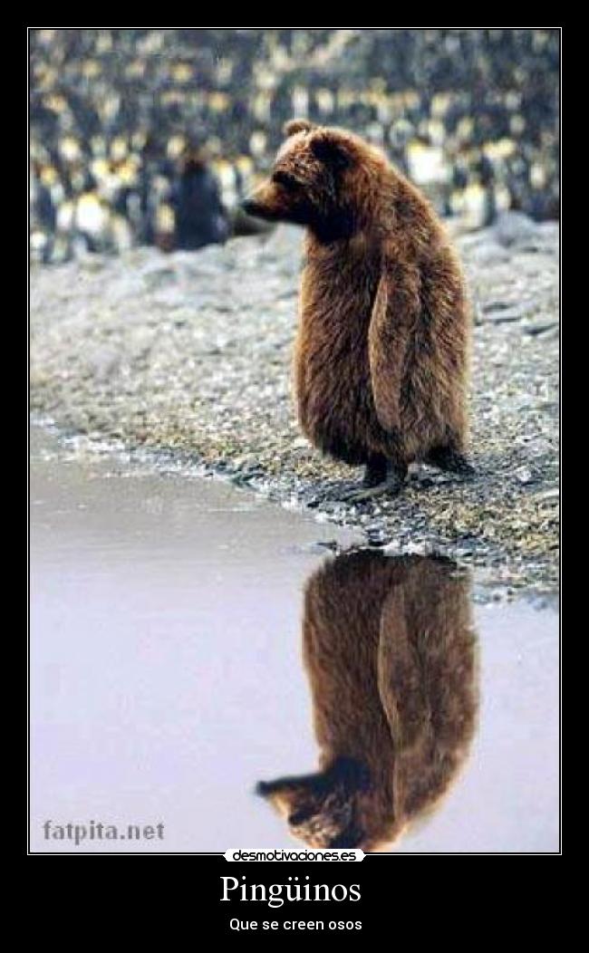 Pingüinos  - 