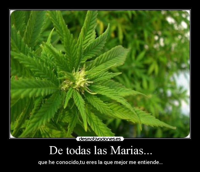 De todas las Marias... - 