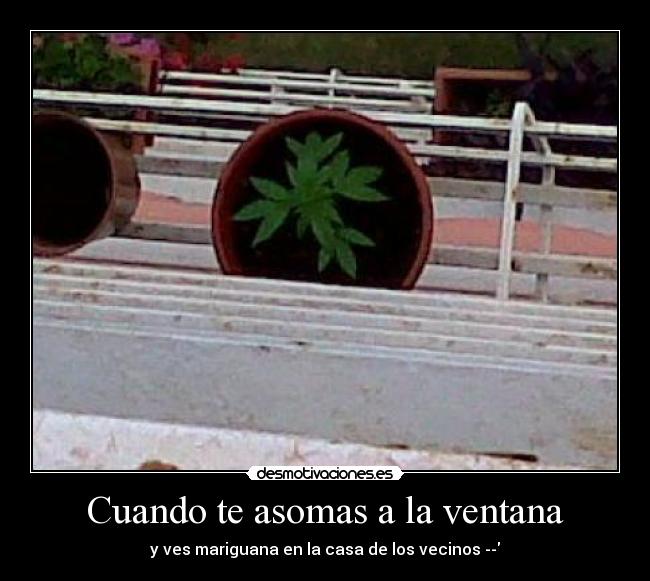 Cuando te asomas a la ventana - y ves mariguana en la casa de los vecinos --