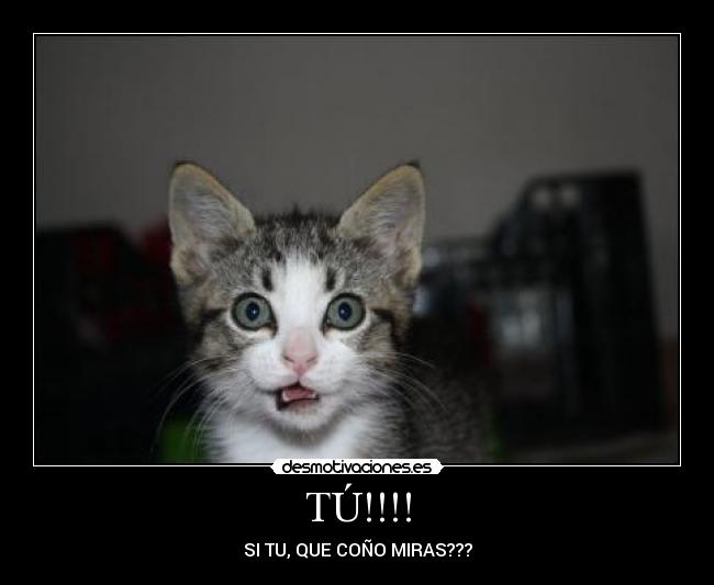 carteles gato filiu desmotivaciones