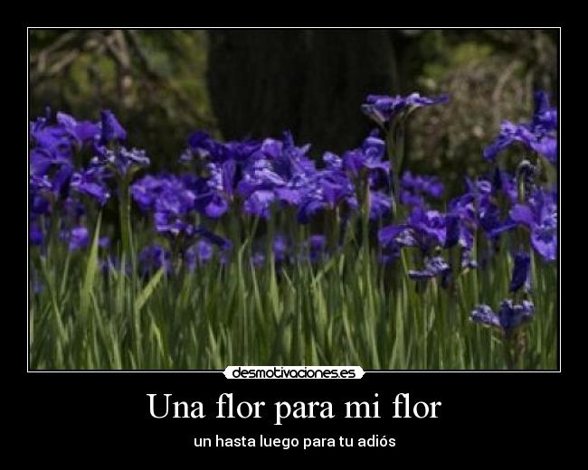 Una flor para mi flor - 