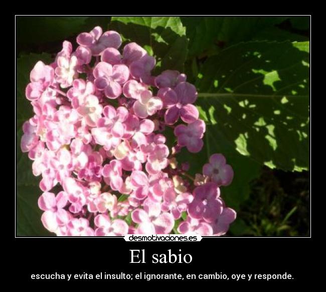 El sabio  - 