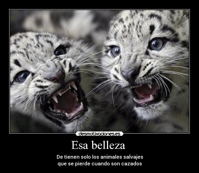 Esa belleza  - 
