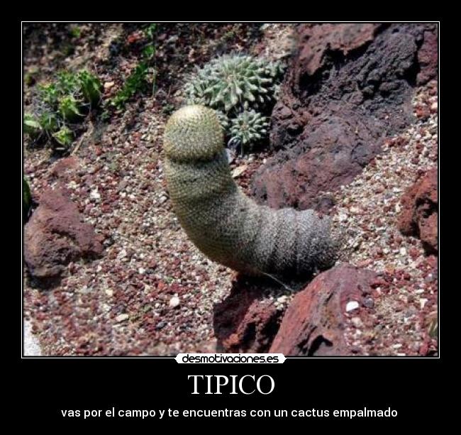 TIPICO -