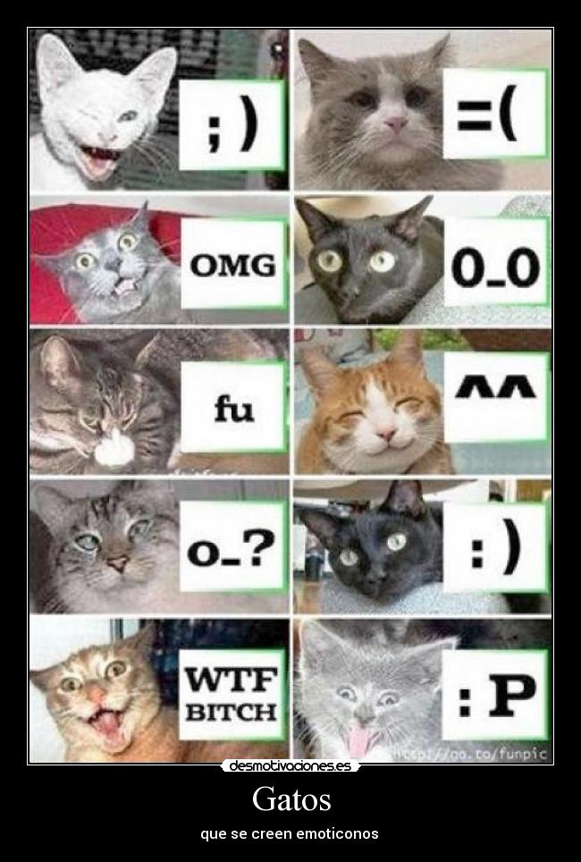 Gatos - que se creen emoticonos