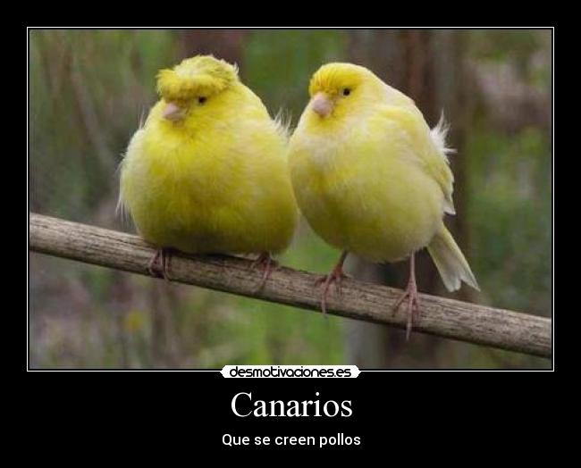 Canarios - Que se creen pollos
