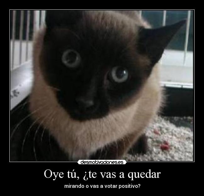 Oye tú, ¿te vas a quedar - 