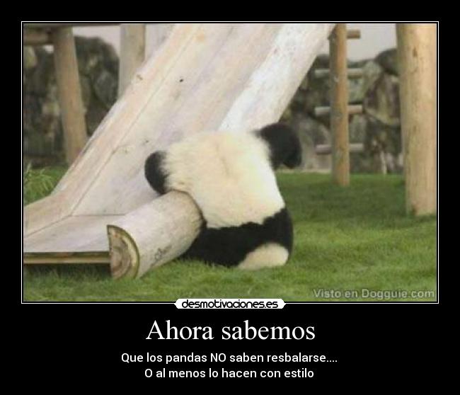 carteles pandas desmotivaciones