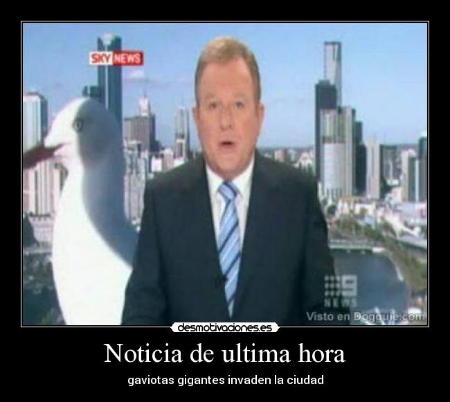 Noticia de ultima hora - gaviotas gigantes invaden la ciudad