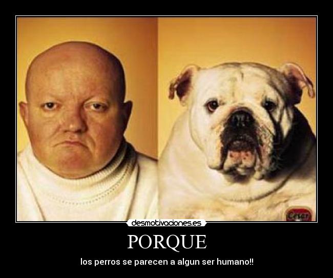 PORQUE - los perros se parecen a algun ser humano!!