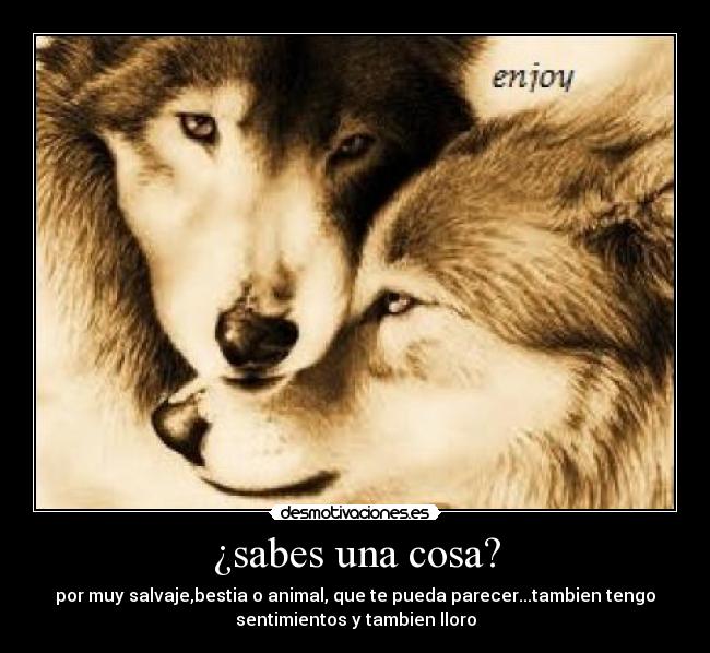 ¿sabes una cosa? - por muy salvaje,bestia o animal, que te pueda parecer...tambien tengo
sentimientos y tambien lloro