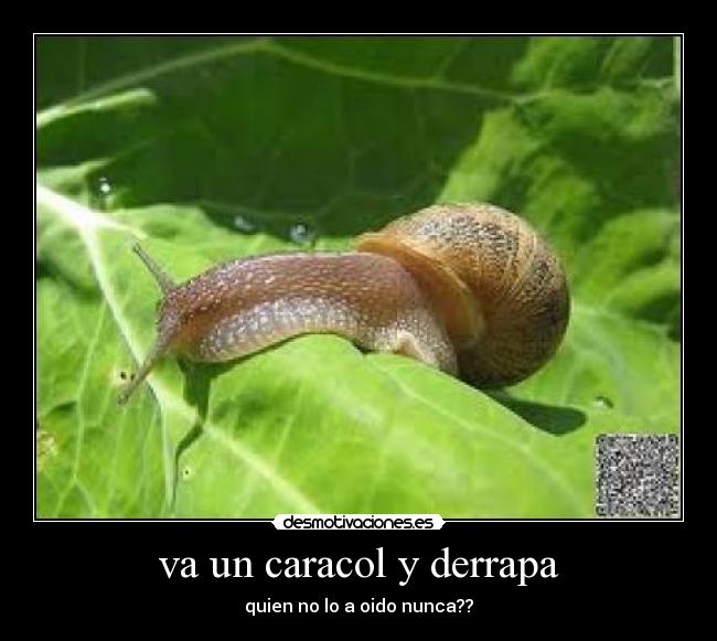 va un caracol y derrapa -