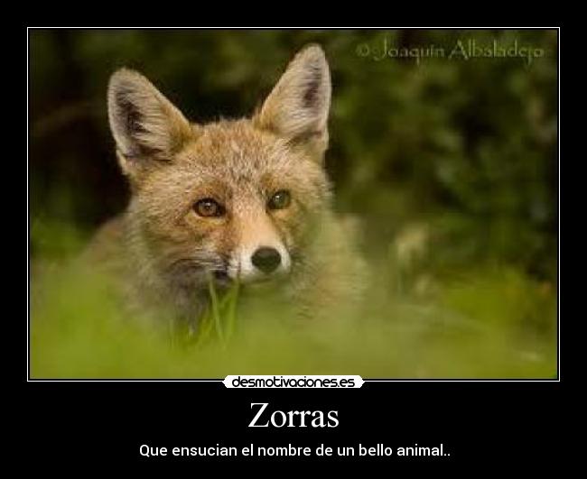 Zorras - Que ensucian el nombre de un bello animal..