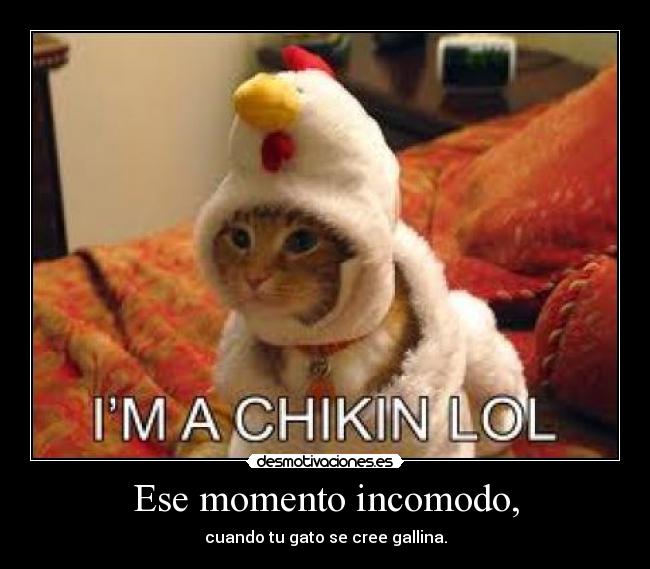 Ese momento incomodo, - cuando tu gato se cree gallina.
