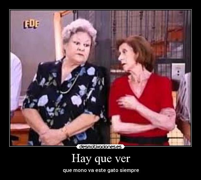 Hay que ver - que mono va este gato siempre