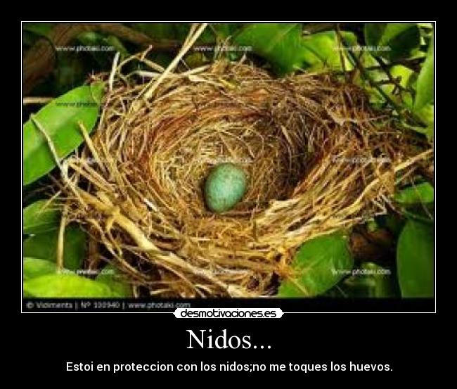 carteles nidos aves desmotivaciones