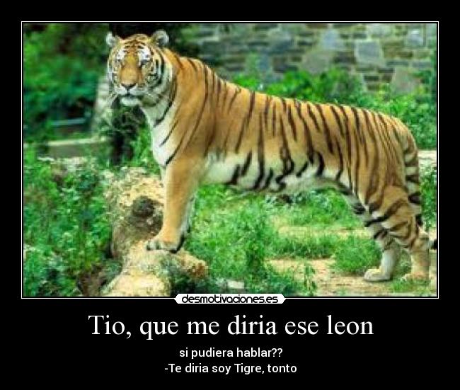 Tio, que me diria ese leon - si pudiera hablar??
-Te diria soy Tigre, tonto